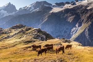 Gabriel JOANNAS - JOANNAS GABRIEL